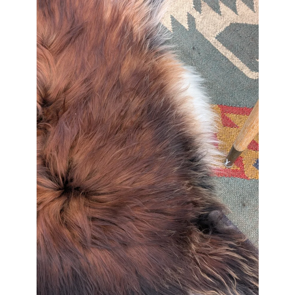 A plush brown and white icelandic sheepskin rug with long wool icelandic fibers and a soft dense texture