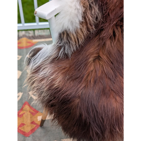 A plush long wool icelandic sheepskin throw in brown and white draped over a chair for cozy use