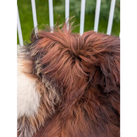A fluffy reddish brown dog with thick long wool icelandic coat and white fur on its side on extra large icelandic sheepskin