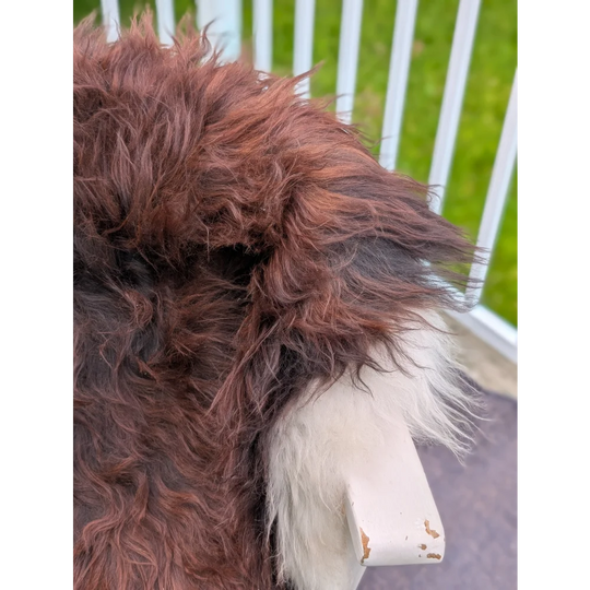 A fluffy dog sits on a 48 x 33 extra large long wool icelandic sheepskin with rich brown and white fur