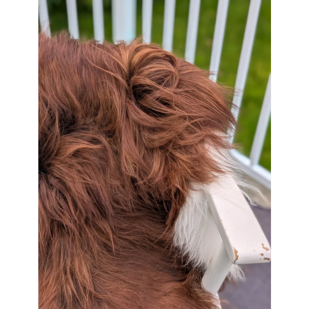 A fluffy brown dog with a white-tipped tail resting on a 48 x 35 inch long wool icelandic sheepskin on a white chair