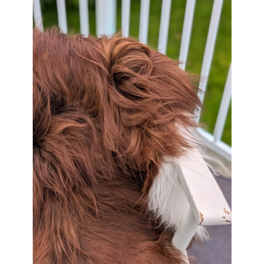 A fluffy brown dog with a white-tipped tail resting on a 48 x 35 inch long wool icelandic sheepskin on a white chair