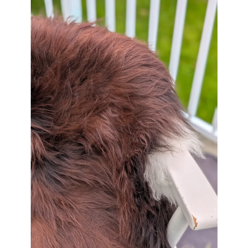 A fluffy rich brown wool icelandic sheepskin with a white patch near its tail in extra large 48 x 32 size