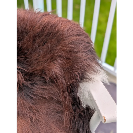 A fluffy rich brown wool icelandic sheepskin with a white patch near its tail in extra large 48 x 32 size