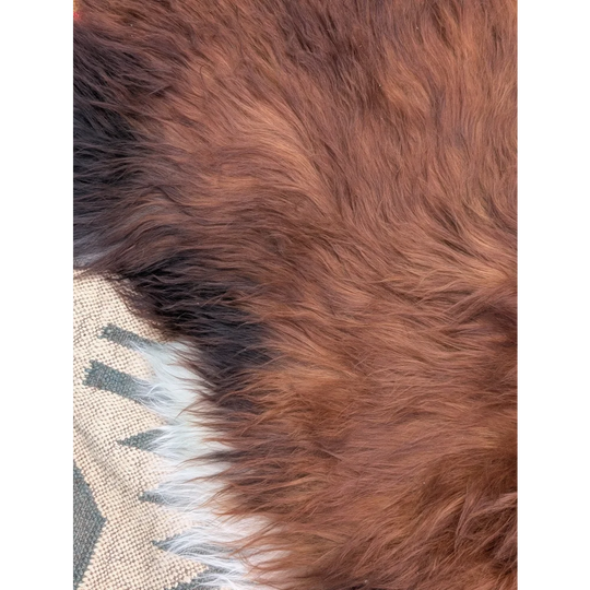 A plush long wool icelandic sheepskin rug in brown with subtle darker patches extra large 49 by 31 inches