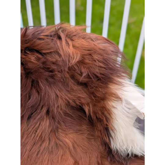A fluffy long wool icelandic with rich brown fur and white patch shown with extra large 49 x 31 icelandic sheepskin