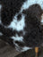 A plush grade a sheepskins tibet highland spotted rug with natural texture and bold black and white pattern