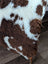 Brown and white tibet highland spotted grade a- sheepskin rug with plush curly texture measuring 44.5 by 25.5 inches