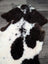 A plush curly black and white tibet highland spotted grade a- sheepskin rug with a natural irregular pattern