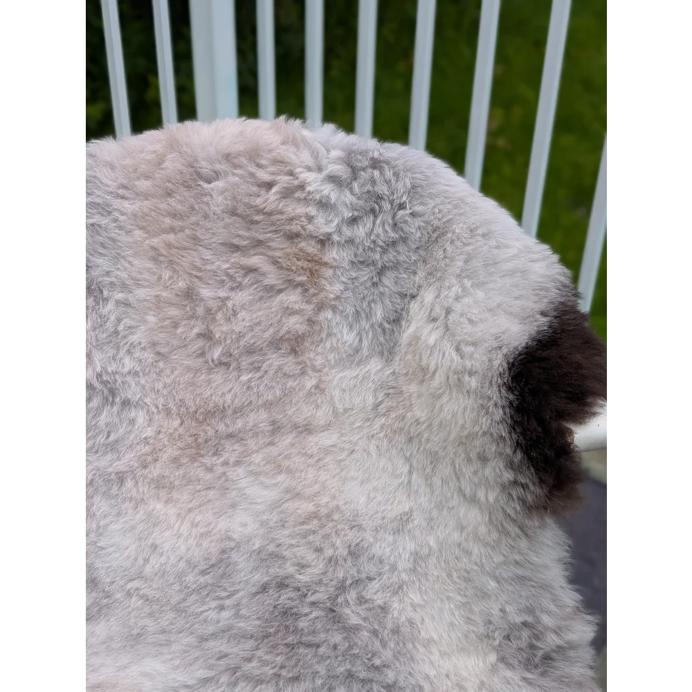 Fluffy gray and white dog with dark brown ear patch on large 46x32 inch angus oliver icelandic sheepskin rug with long wool