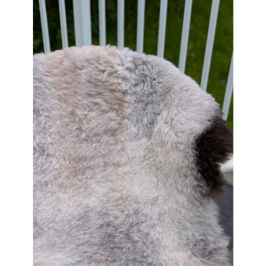 Fluffy gray and white dog with dark brown ear patch on large 46x32 inch angus oliver icelandic sheepskin rug with long wool