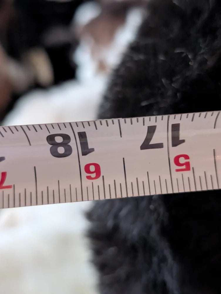 Stump pouf Icelandic sheepskin 17-18 inch tape measure by Angus Oliver