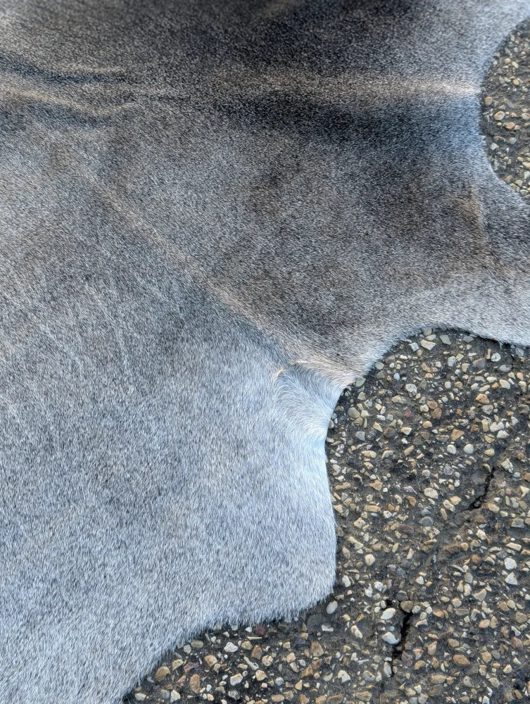 Sun1 80 x 63 lovely cowhide rug showing large cowhide with soft grayish blue color and unique natural texture variations