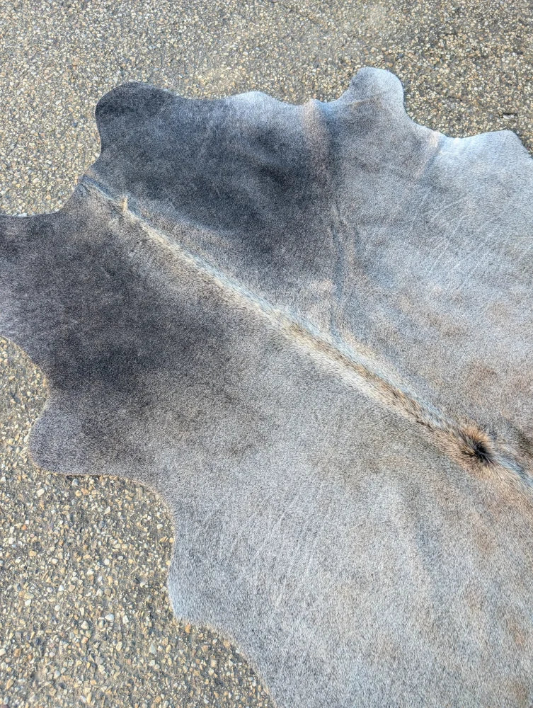 Sun1 large lovely cowhide rug in gray with natural fur texture and subtle brownish undertones showing unique characteristics
