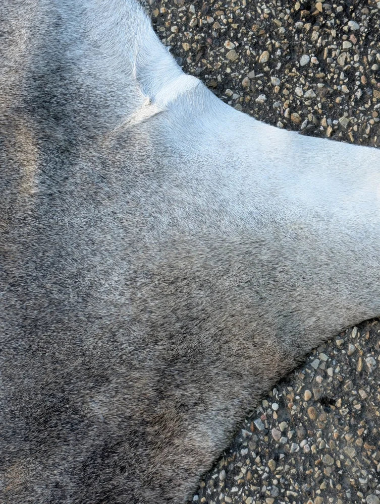 The backside of a soft gray large cowhide resting on asphalt showing unique characteristics of a lovely cowhide rug