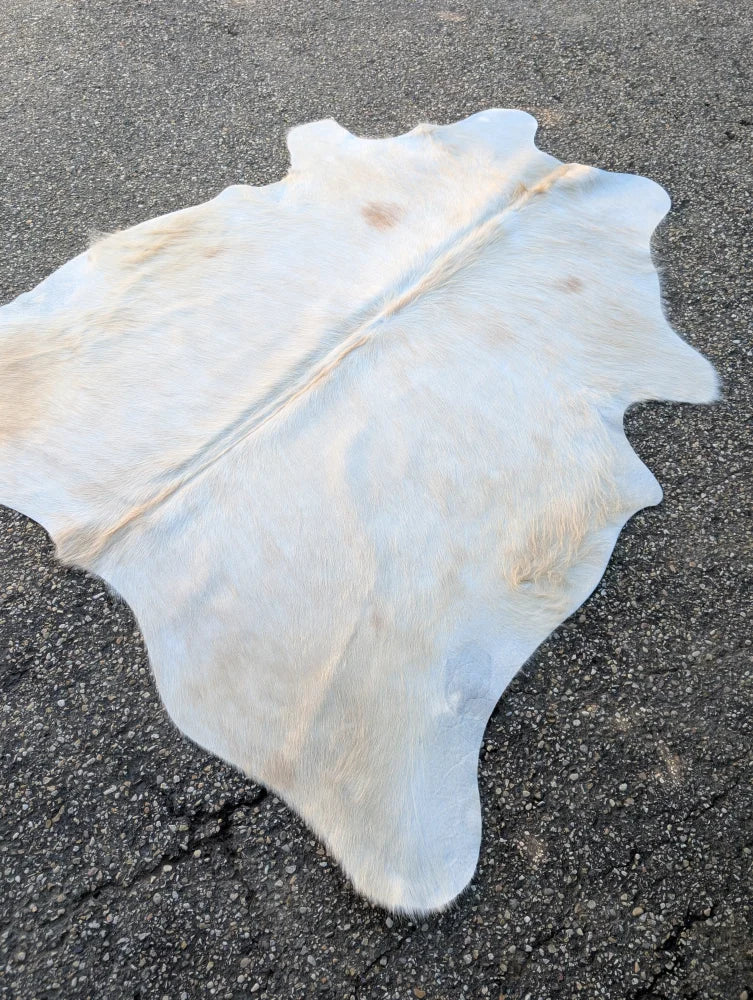 Large lovely cowhide rug in white with natural tan and light brown markings showcasing unique characteristics
