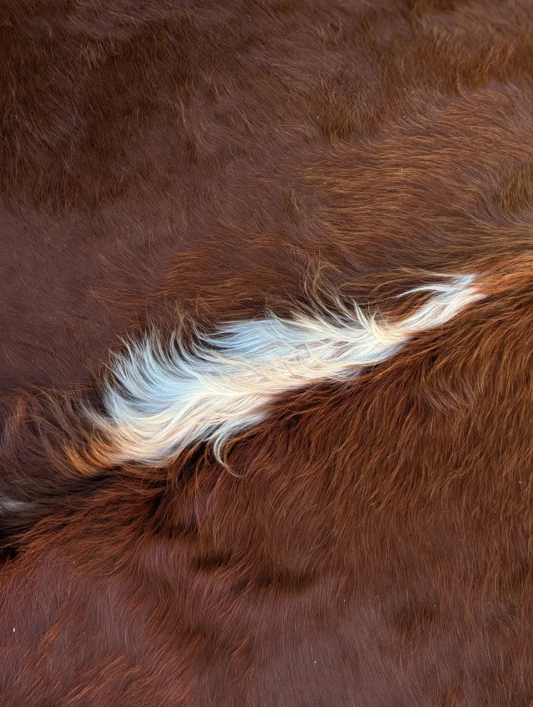 Large brown cowhide rug with unique white stripe featuring lovely cowhide rug characteristics sun11 80 x 66