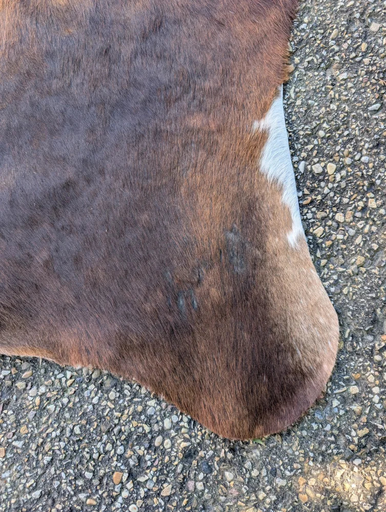 Large lovely cowhide rug in brown and white with natural fur texture showing unique characteristics on gravel surface