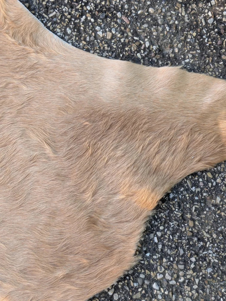 A soft light brown large cowhide paw detail on dark speckled pavement showcasing unique characteristics of the lovely cowhide rug