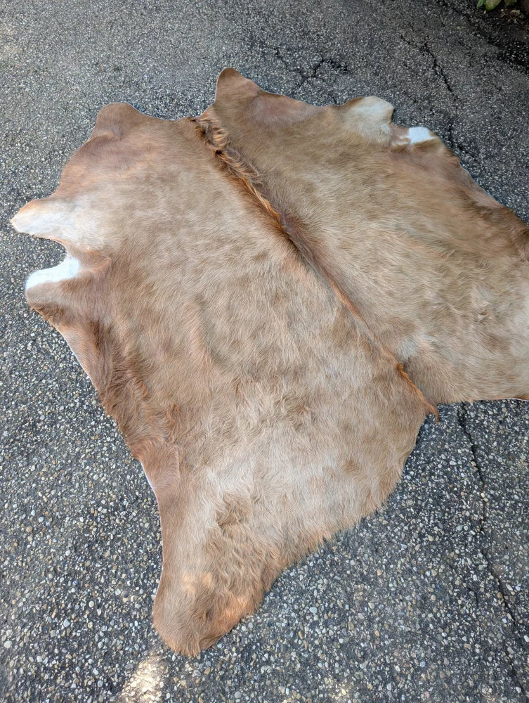 Large brown and white fur-covered lovely cowhide rug laid flat on asphalt showing unique characteristics
