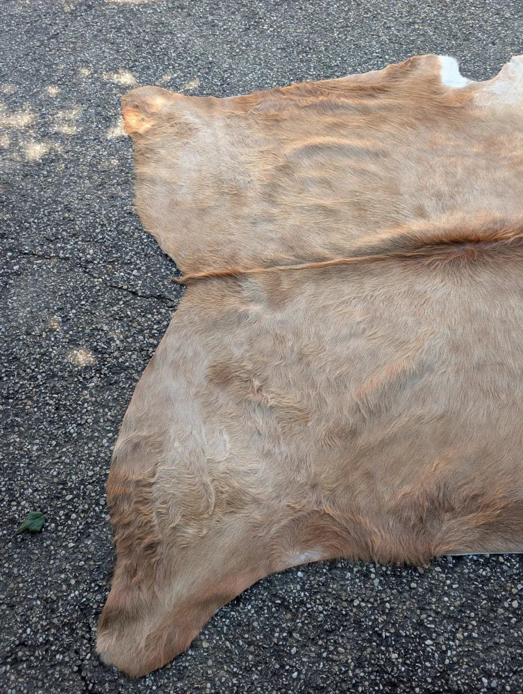 Large brown and white cowhide rug with natural fur texture showcasing unique characteristics on asphalt surface