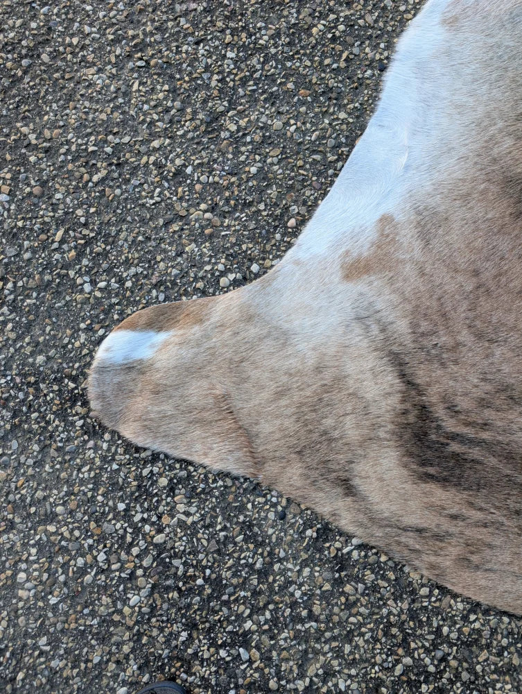 A fluffy brindle dog tail with a white tip resting on a gravel surface next to a large lovely cowhide rug showcasing unique characteristics