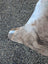 A fluffy brindle dog tail with a white tip resting on a gravel surface next to a large lovely cowhide rug showcasing unique characteristics