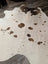 Large cowhide rug t37 74 x 67 with white brown natural patches by angus oliver perfect for home decor