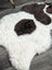 White and brown large icelandic sheepskin rug with fluffy short wool and medium spotted icelandic pattern