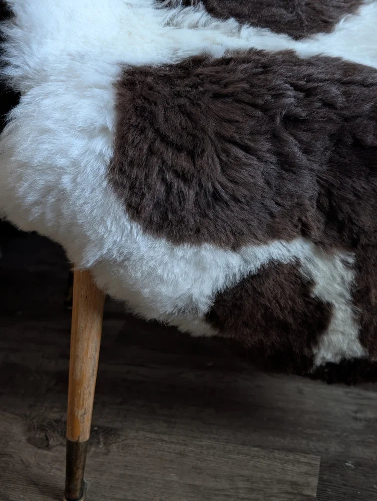 A cozy plush large spotted icelandic sheepskin throw with white and brown patches draped over a wooden chair