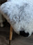 A plush gray and white spotted icelandic sheepskin rug draped over a wooden stool with soft fluffy texture