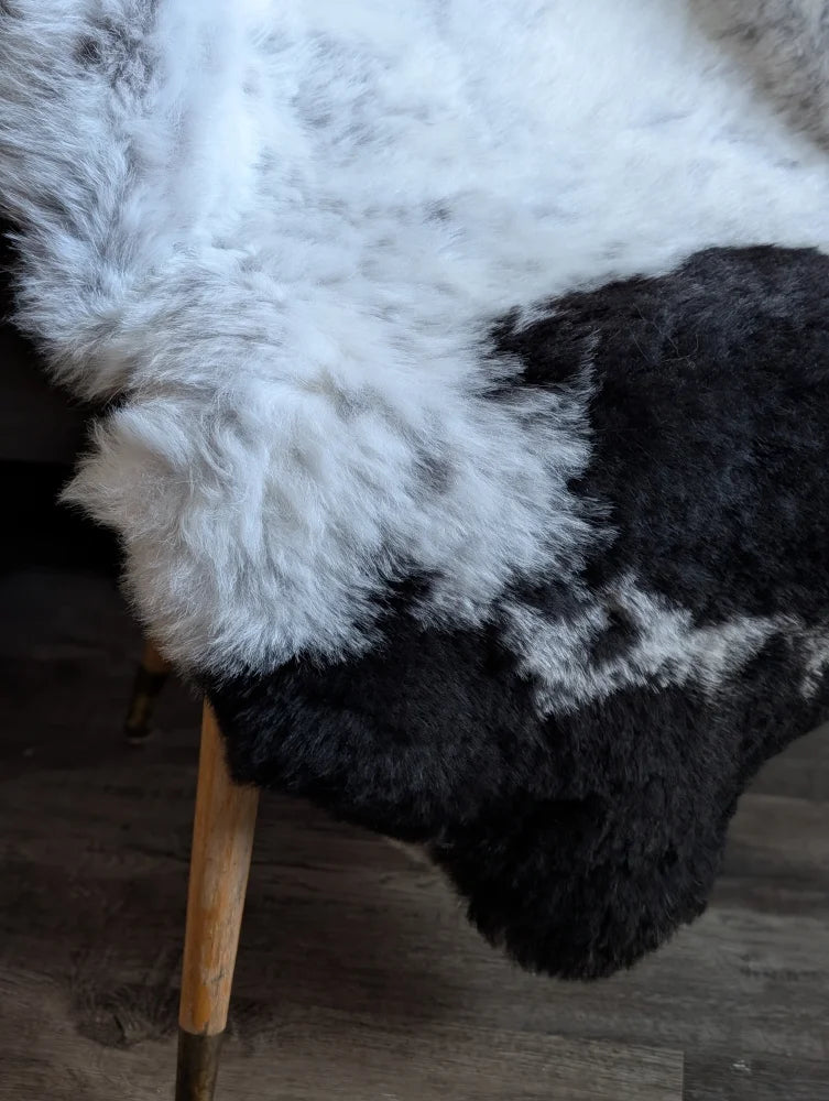 A large spotted icelandic sheepskin rug with soft white and black medium spotted short wool texture