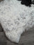 A large spotted icelandic sheepskin rug in white and black with soft fluffy short wool perfect for cozy spaces