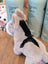 A plush gray and black cow toy called the donkey with a soft fuzzy texture perfect for cuddling