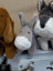A gray plush donkey with a white muzzle and black button eyes called the donkey stuffed animal toy