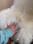 Gorgeous VERY SOFT Merino Sheepskin plush white faux fur blanket