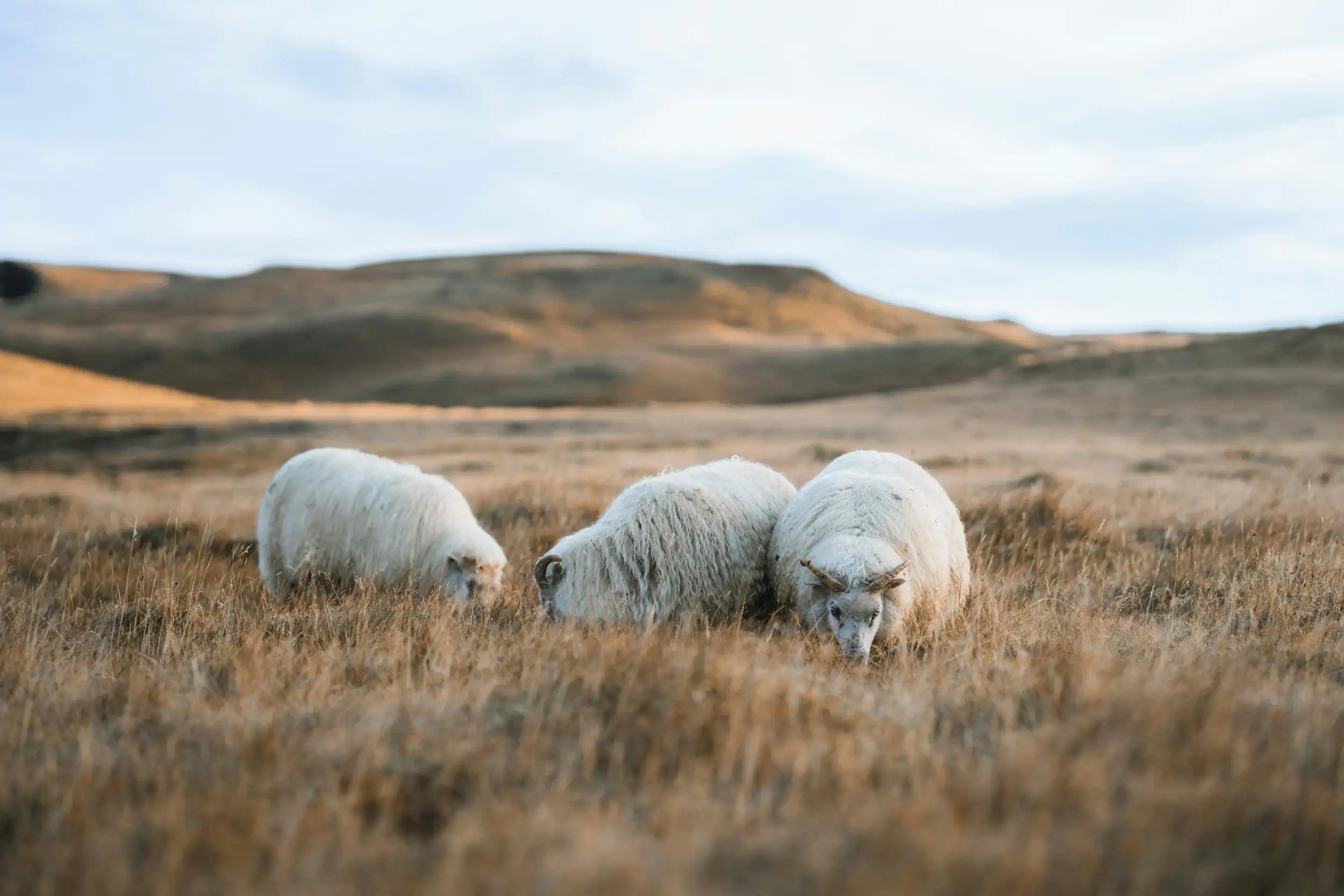 Three fluffy white sheep with thick woolly coats graze together in a dry, golden-brown field under an overcast sky.