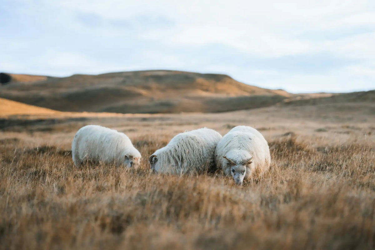 Three fluffy white sheep with thick woolly coats graze together in a dry, golden-brown field under an overcast sky.