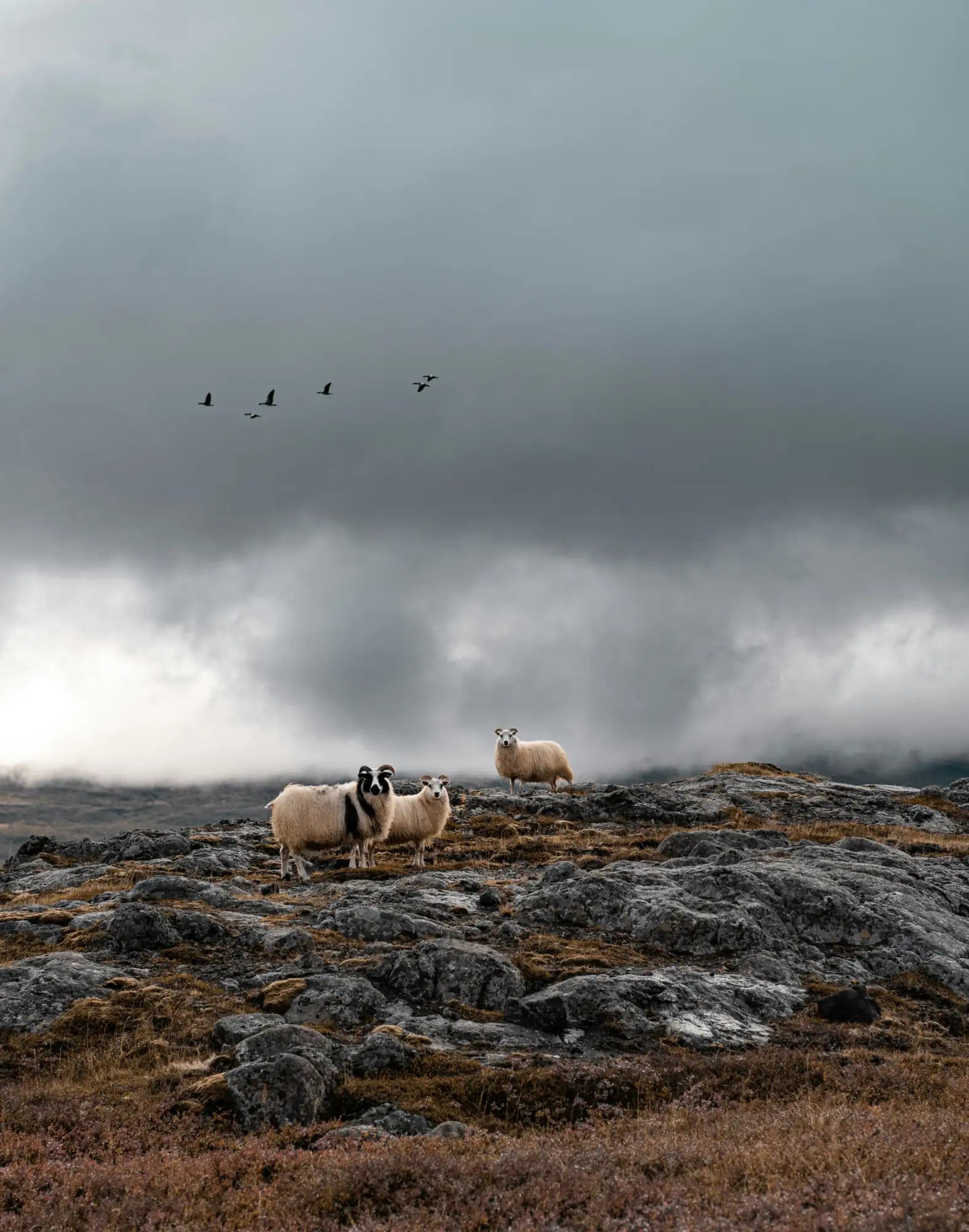 Three sheep with thick, white wool stand on a rocky, mossy hill under an overcast sky.