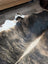 Extra large cowhide rug tri605 with beautiful natural tones and mottled black white and brown patches perfect for large cowhide decor