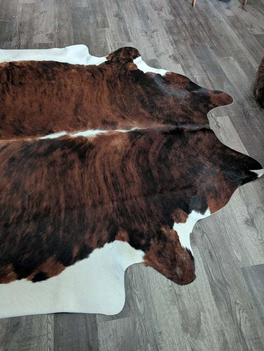 Brown and white tricolour