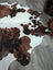 Tricolour#49 extra large cowhide rug with brown and black spots and a natural irregular edge 96 x 82 inches