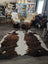 Brown and white tricolour extra large cowhide rug with natural fur texture 96 by 82 inches large cowhide