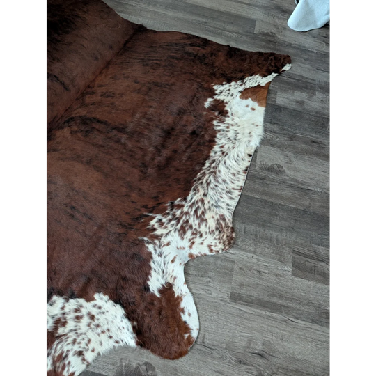 Brown and white tricolour