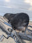 Worn black leather bike saddle with merino sheepskin cover