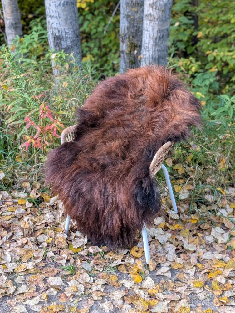 A plush reddish brown icelandic sheepskin chair with wool icelandic texture and light metal legs with horn armrests