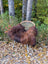 A cozy thick brown wool icelandic sheepskin rug draped over a wicker chair with metal legs for a natural rustic look