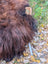 A thick brown shaggy wool icelandic sheepskin blanket draped over a wicker chair armrest natural dark rusty color