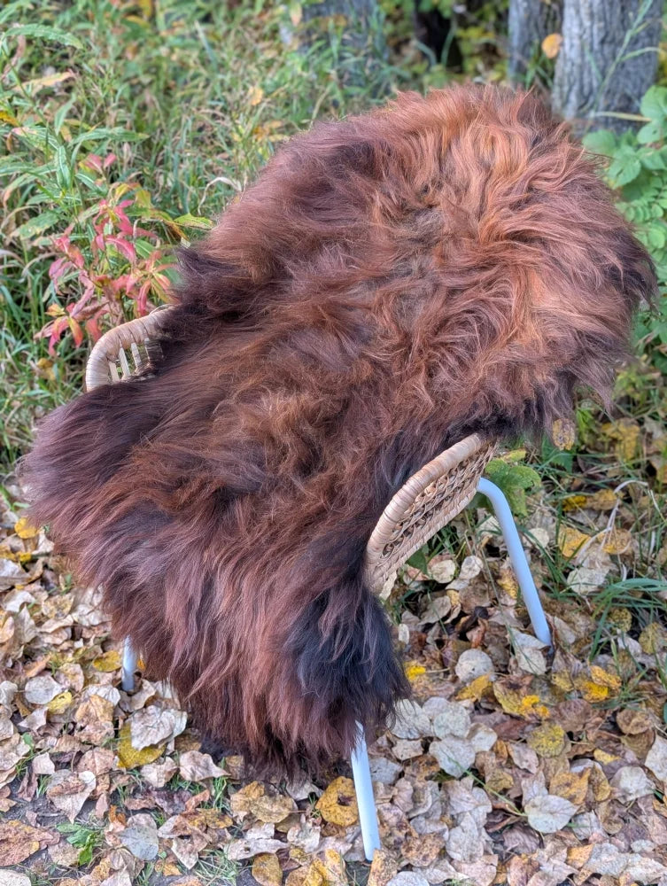 Thick fluffy wool icelandic sheepskin rug in natural dark rusty color draped over wicker chair for cozy decor