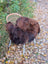 A cozy thick dark rusty brown wool icelandic sheepskin throw draped over a wicker chair with white metal legs